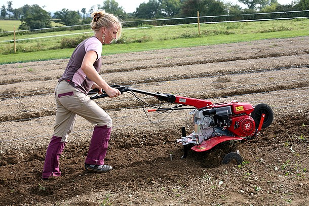 comment planter le safran