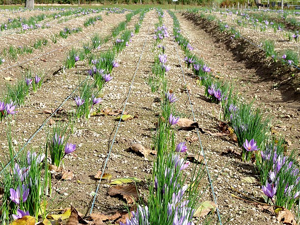 Bulbes de Safran à faire pousser